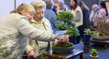 Bonsai club reims