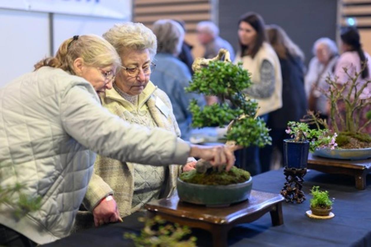Bonsai club reims